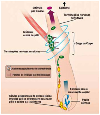 23: O destino celular (autorrenovação vs diferenciação) de uma célula